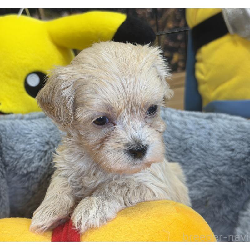 販売中の埼玉県のマルプー:マルチーズ×トイプードル-429298の7枚目