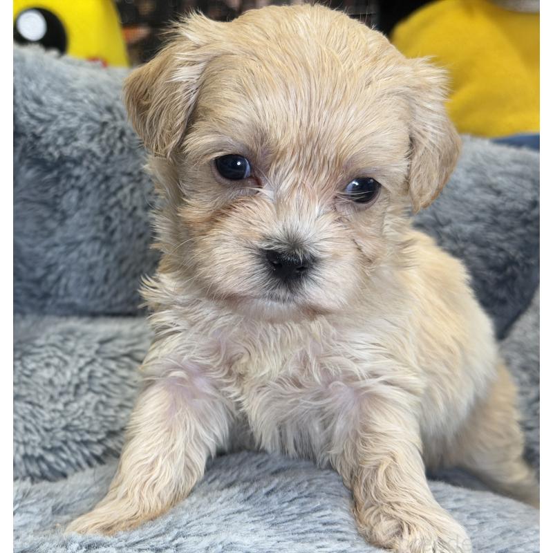 販売中の埼玉県のマルプー:マルチーズ×トイプードル-429298の6枚目