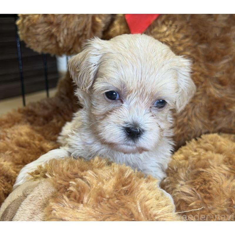 販売中の埼玉県のマルプー:マルチーズ×トイプードル-429298の5枚目