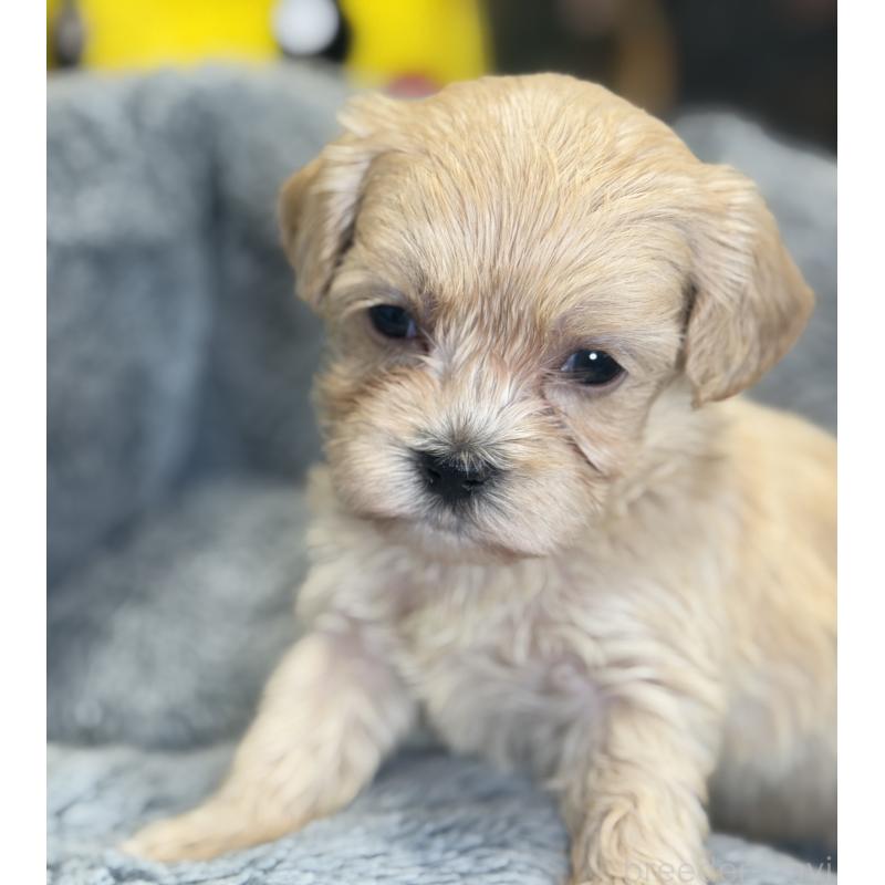 販売中の埼玉県のマルプー:マルチーズ×トイプードル-429298の4枚目