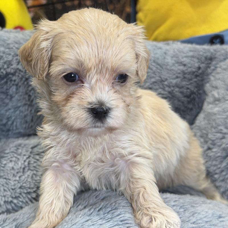 販売中の埼玉県のマルプー:マルチーズ×トイプードル-429298の3枚目