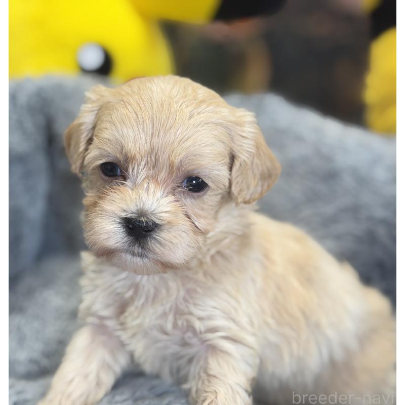 販売中の埼玉県のマルプー:マルチーズ×トイプードル-429298の2枚目