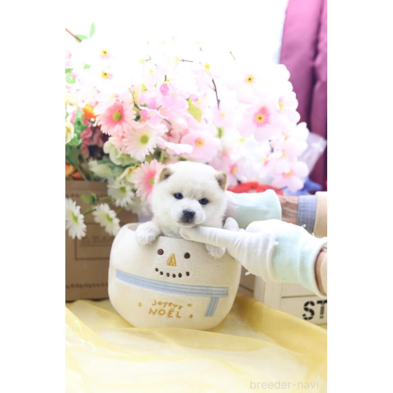 販売中の東京都の豆柴-429299の9枚目