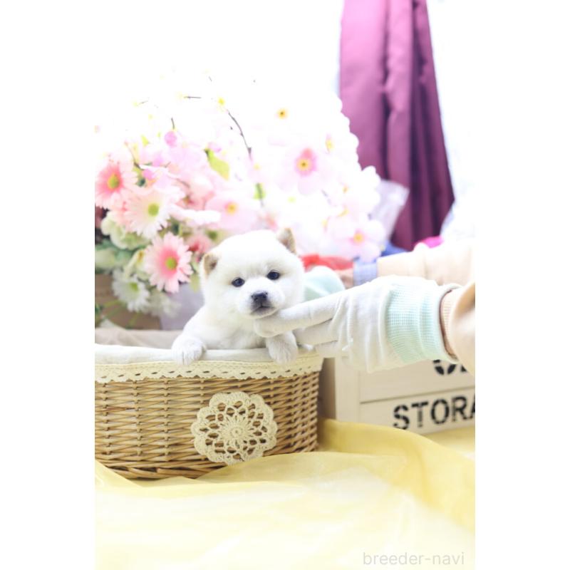 販売中の東京都の豆柴-429299の8枚目