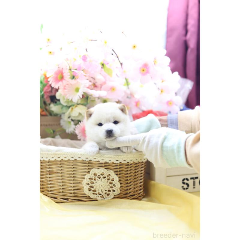 販売中の東京都の豆柴-429299の7枚目