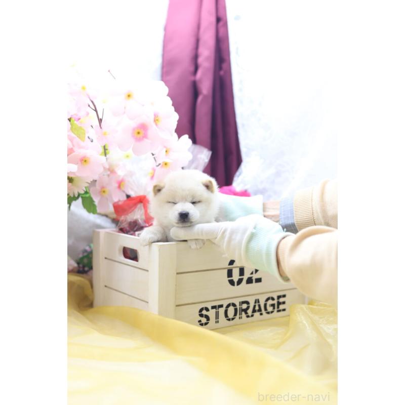 販売中の東京都の豆柴-429299の6枚目