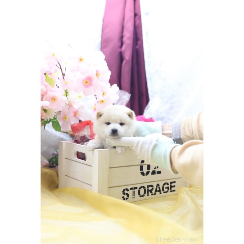 販売中の東京都の豆柴-429299の5枚目