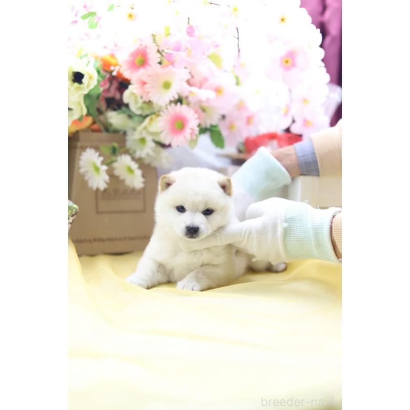 販売中の東京都の豆柴-429299の4枚目