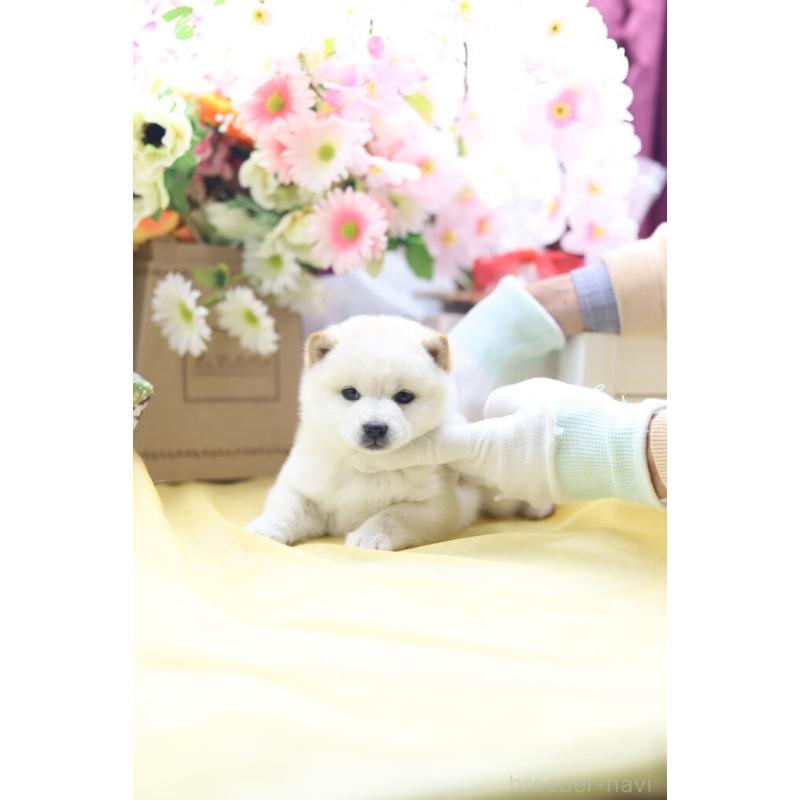 販売中の東京都の豆柴-429299の2枚目