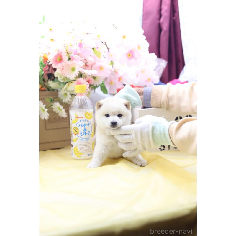 販売中の東京都の豆柴-429299の3枚目