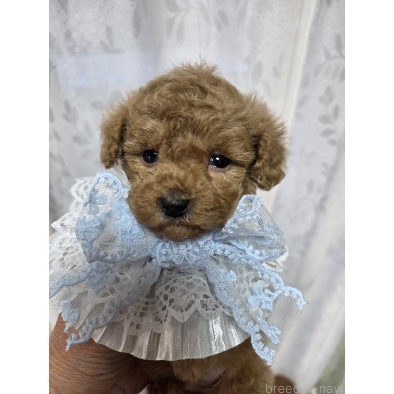 販売中の埼玉県のティーカッププードル-429300の11枚目