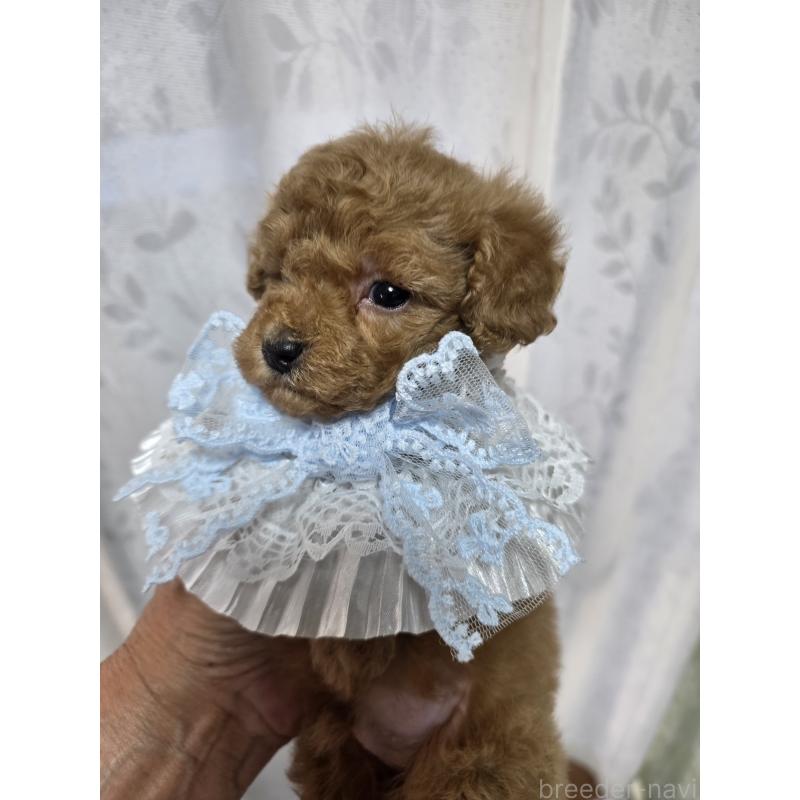 販売中の埼玉県のティーカッププードル-429300の10枚目