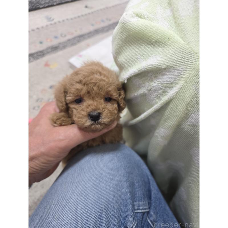 販売中の埼玉県のティーカッププードル-429300の9枚目