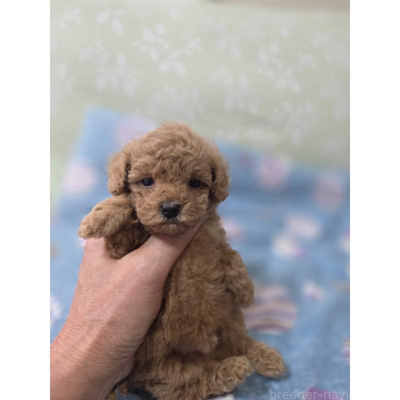 販売中の埼玉県のティーカッププードル-429300の8枚目