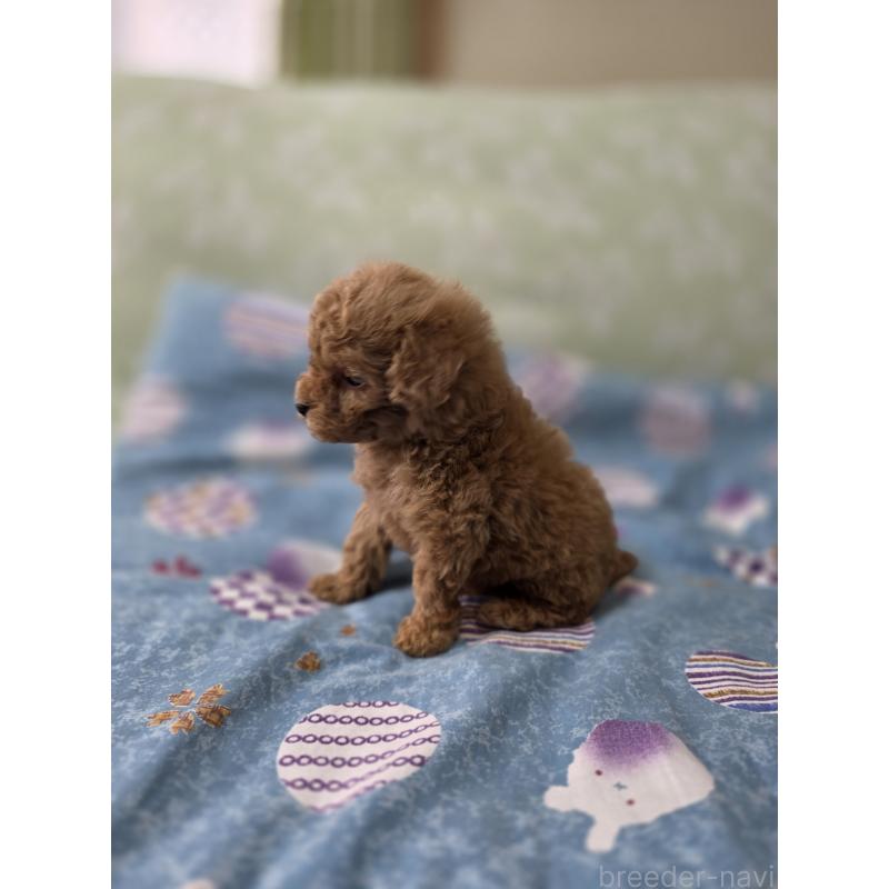 販売中の埼玉県のティーカッププードル-429300の7枚目