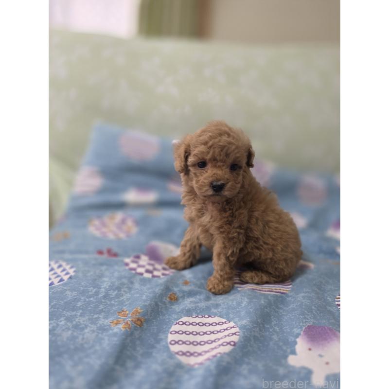 販売中の埼玉県のティーカッププードル-429300の6枚目