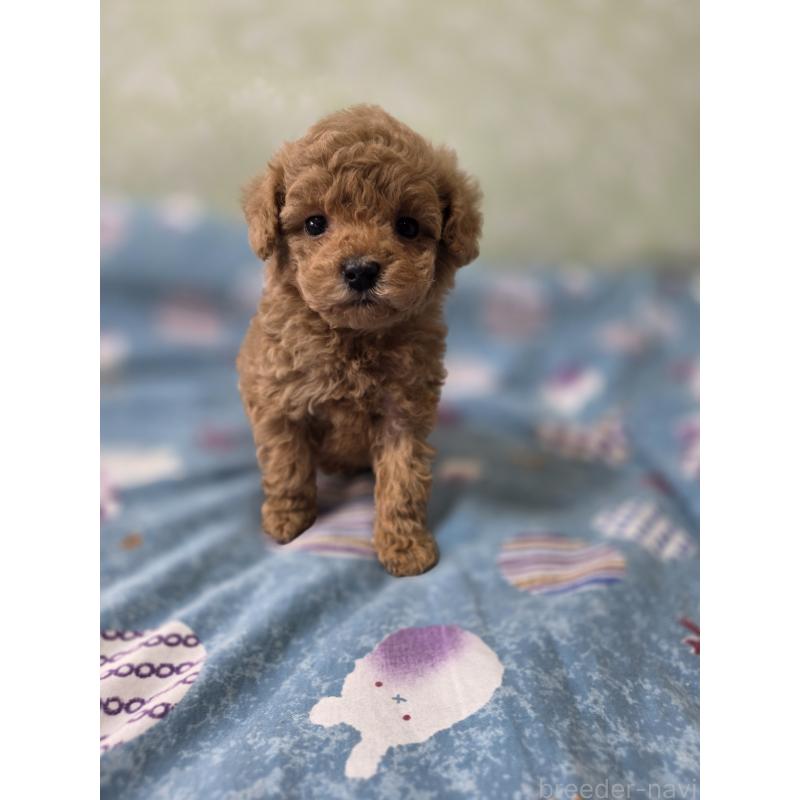 販売中の埼玉県のティーカッププードル-429300の5枚目