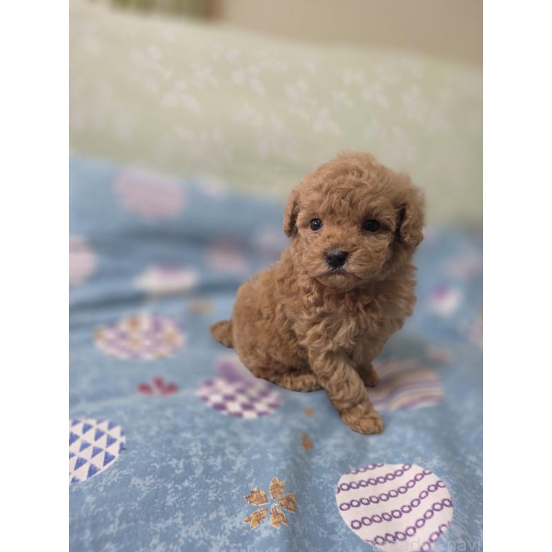 販売中の埼玉県のティーカッププードル-429300の4枚目