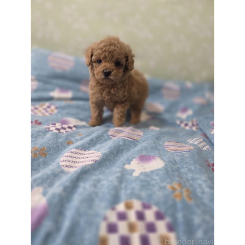 販売中の埼玉県のティーカッププードル-429300の3枚目