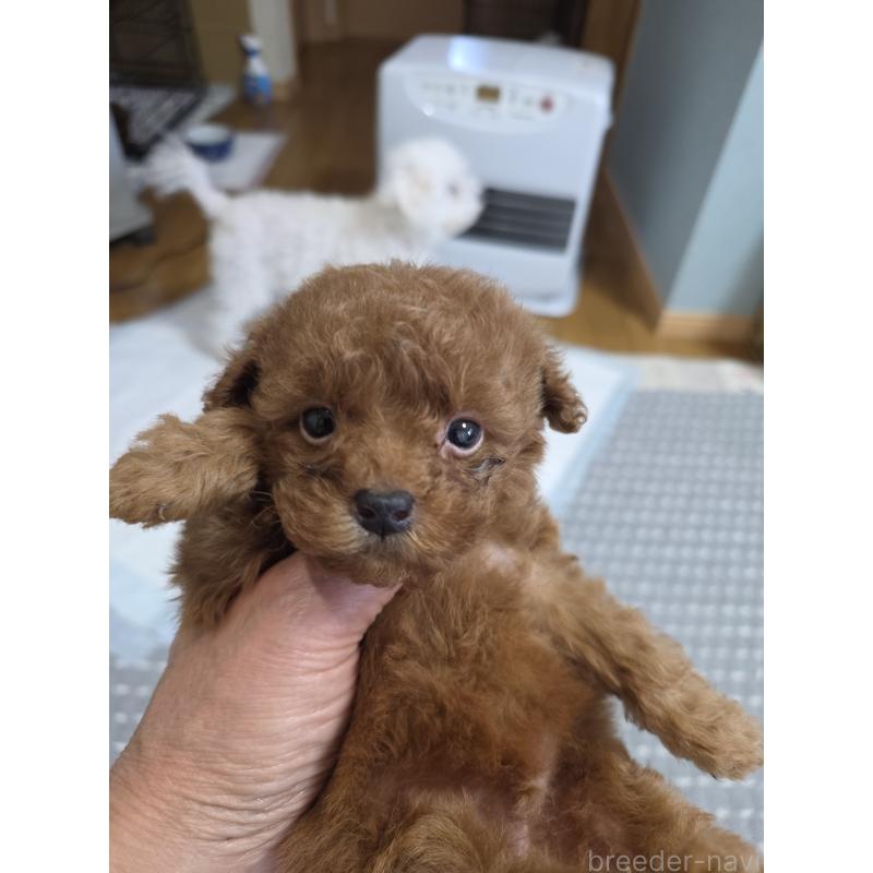 販売中の埼玉県のティーカッププードル-429302の14枚目