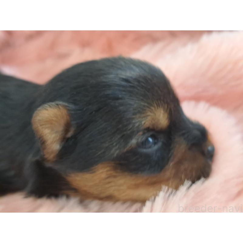 販売中の愛知県のヨークシャーテリア-429303