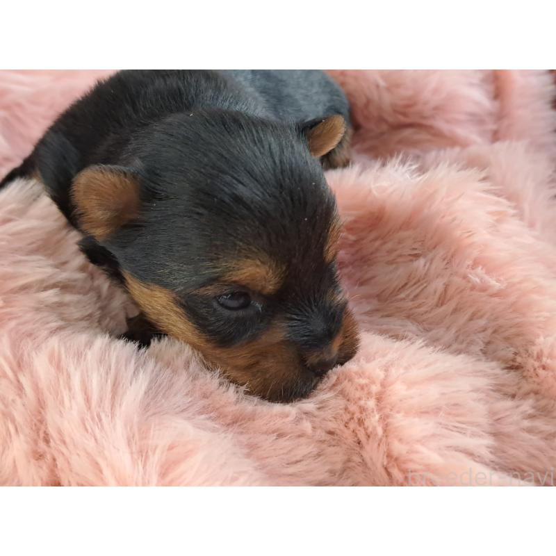 販売中の愛知県のヨークシャーテリア-429303の4枚目