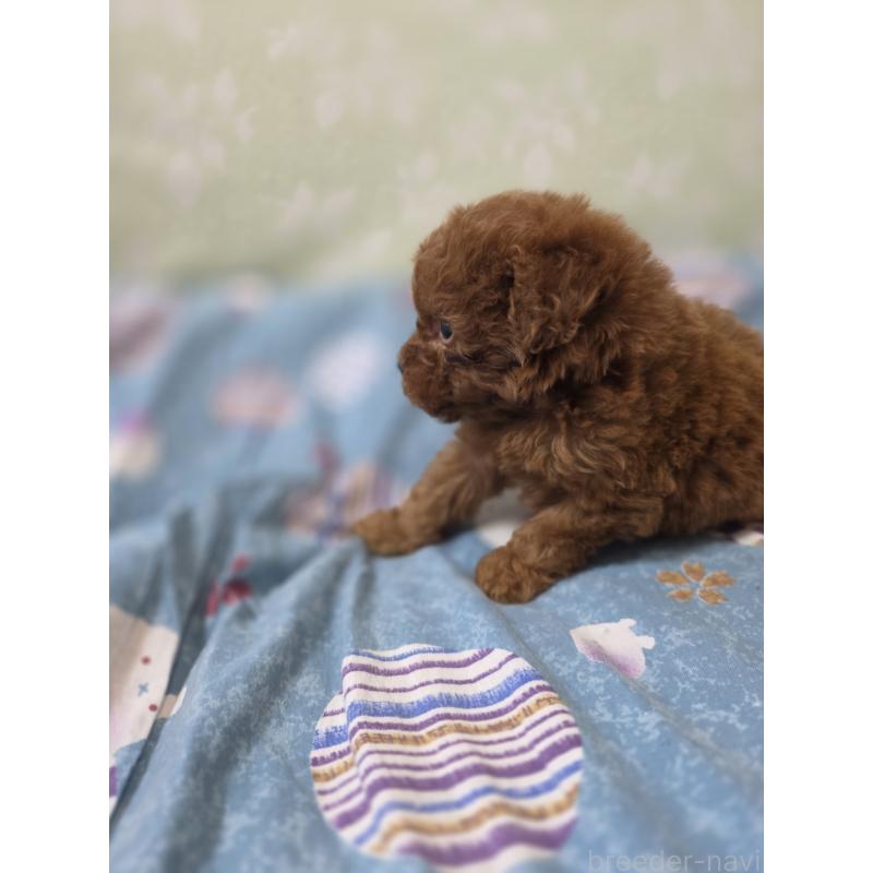 販売中の埼玉県のティーカッププードル-429302の13枚目