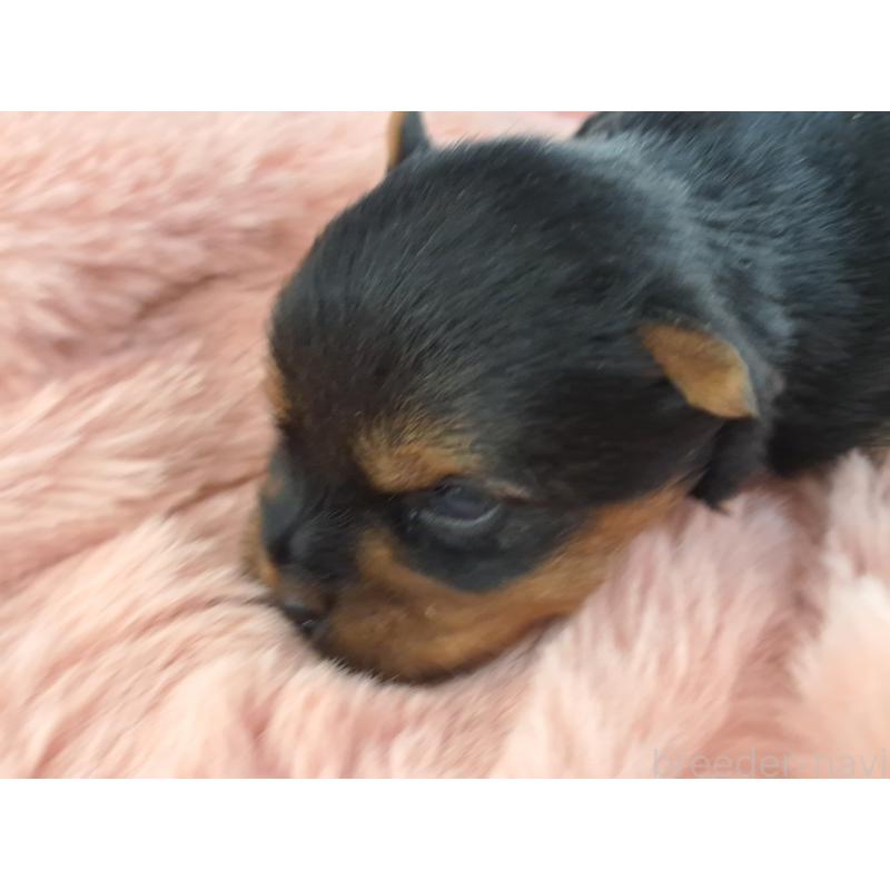 販売中の愛知県のヨークシャーテリア-429303の3枚目