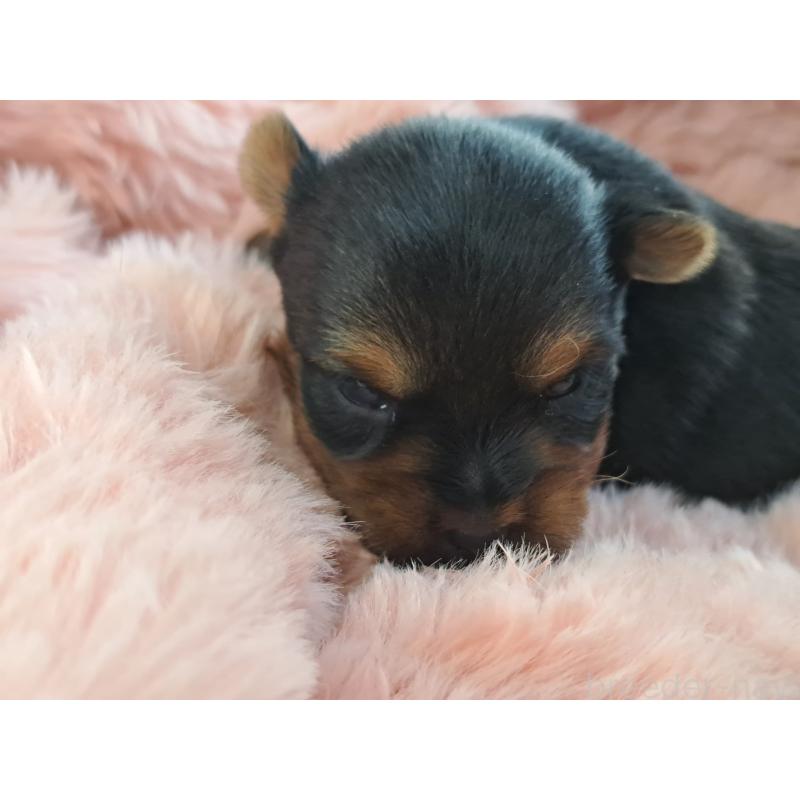 販売中の愛知県のヨークシャーテリア-429303の2枚目