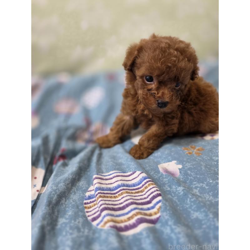 販売中の埼玉県のティーカッププードル-429302の12枚目