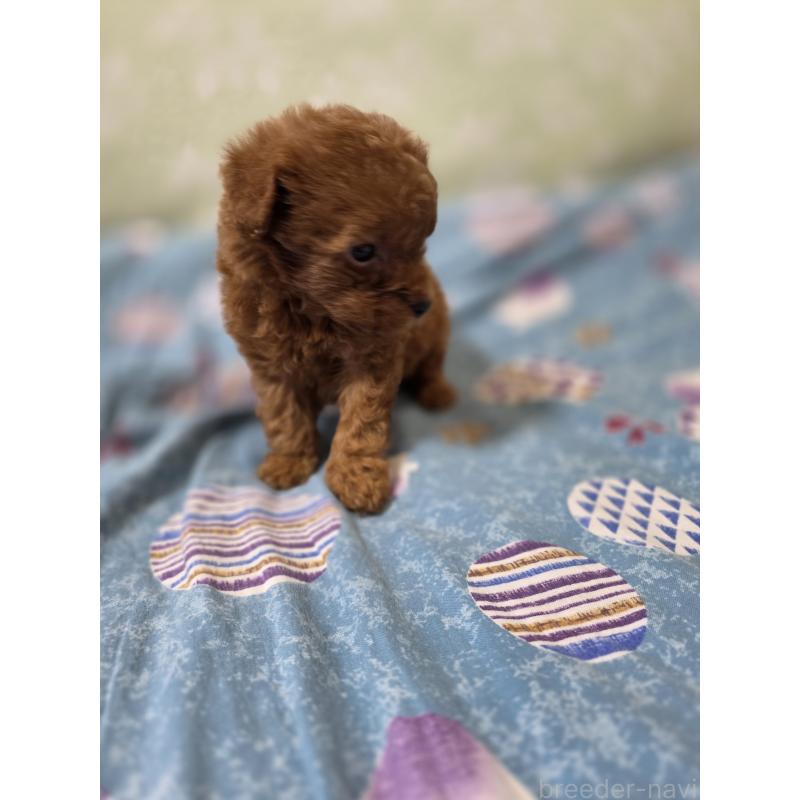 販売中の埼玉県のティーカッププードル-429302の10枚目