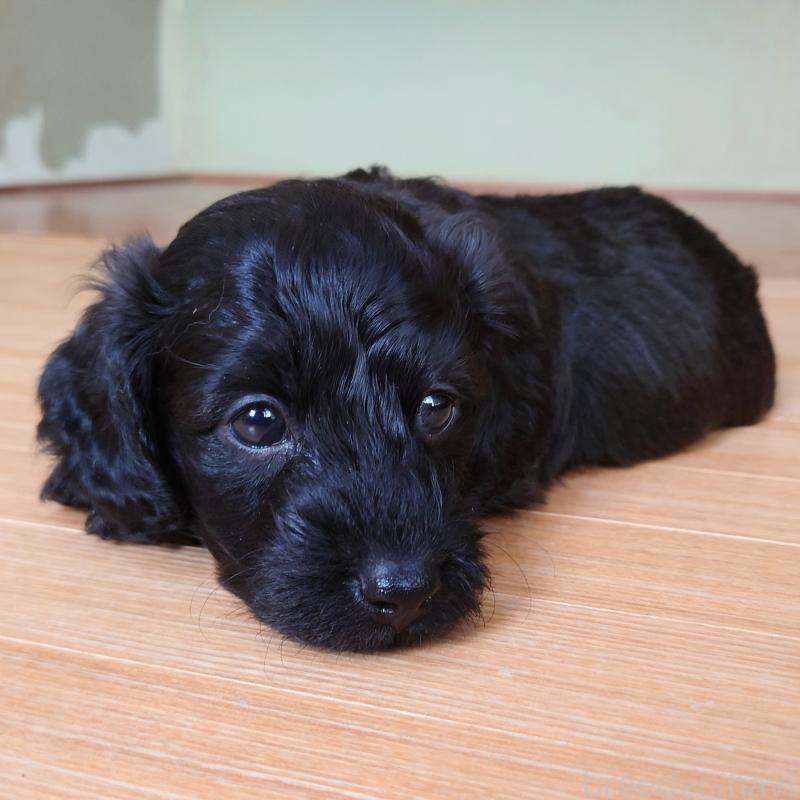 販売中の埼玉県のダップー:ミニチュアダックスフンド×トイプードル-429301の2枚目