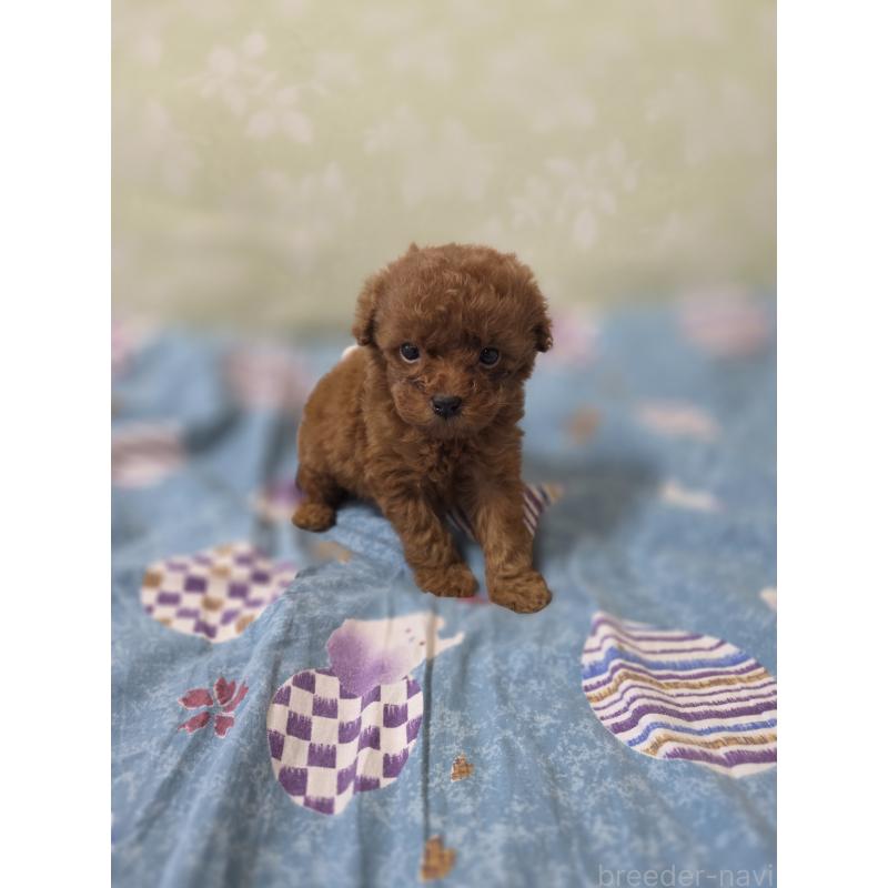 販売中の埼玉県のティーカッププードル-429302の9枚目