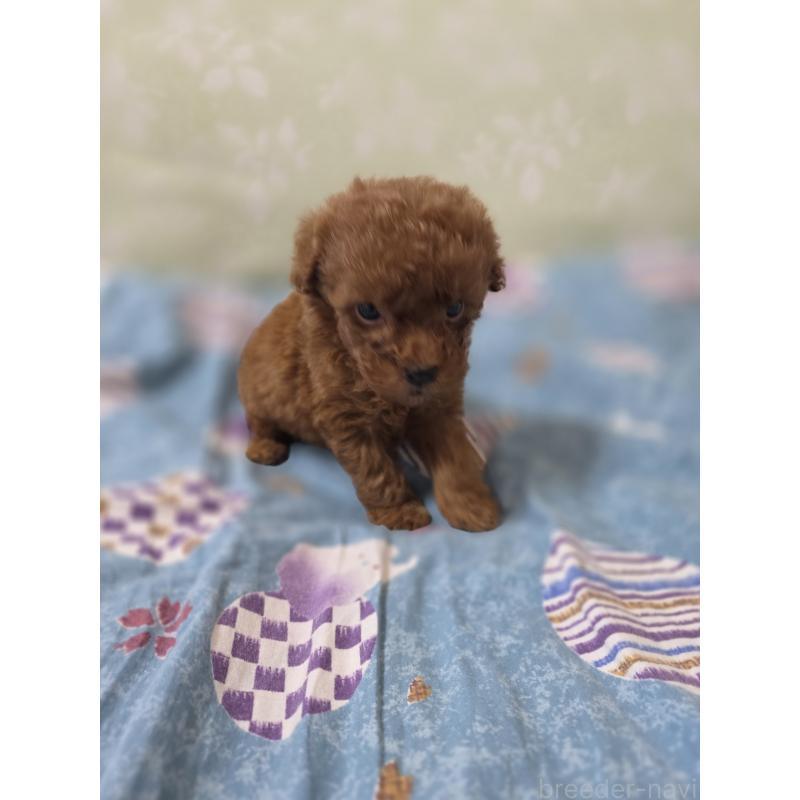 販売中の埼玉県のティーカッププードル-429302の8枚目