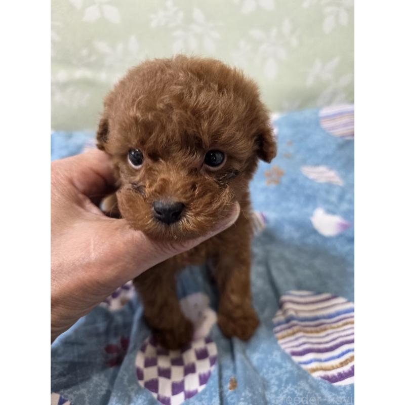 販売中の埼玉県のティーカッププードル-429302の7枚目