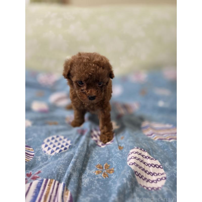 販売中の埼玉県のティーカッププードル-429302の6枚目