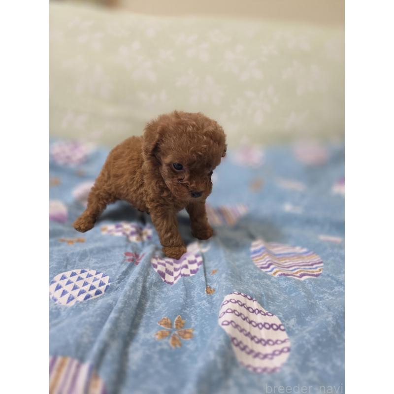 販売中の埼玉県のティーカッププードル-429302の5枚目