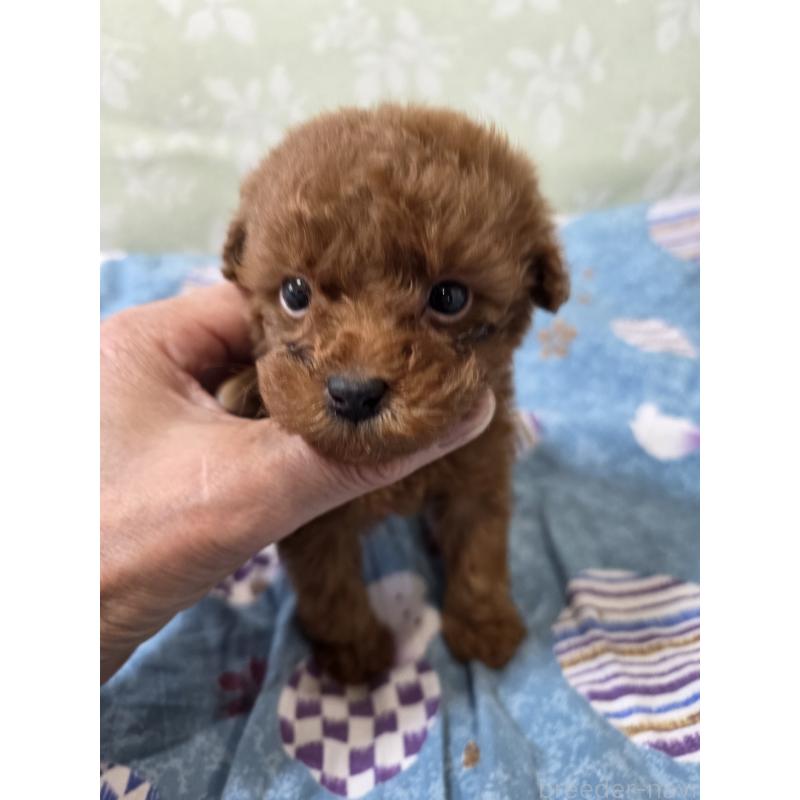 販売中の埼玉県のティーカッププードル-429302の3枚目