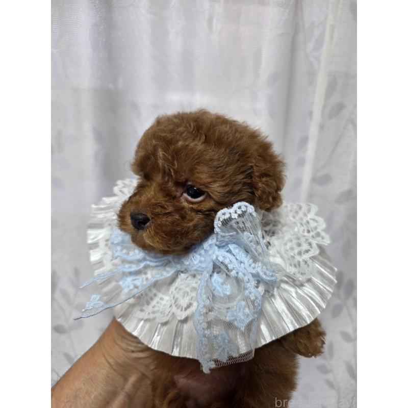 販売中の埼玉県のティーカッププードル-429302の2枚目