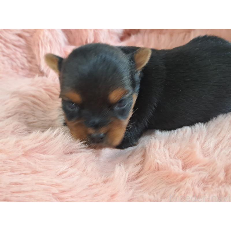 販売中の愛知県のヨークシャーテリア-429304の5枚目