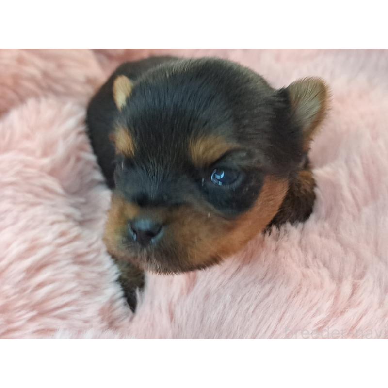 販売中の愛知県のヨークシャーテリア-429304の4枚目