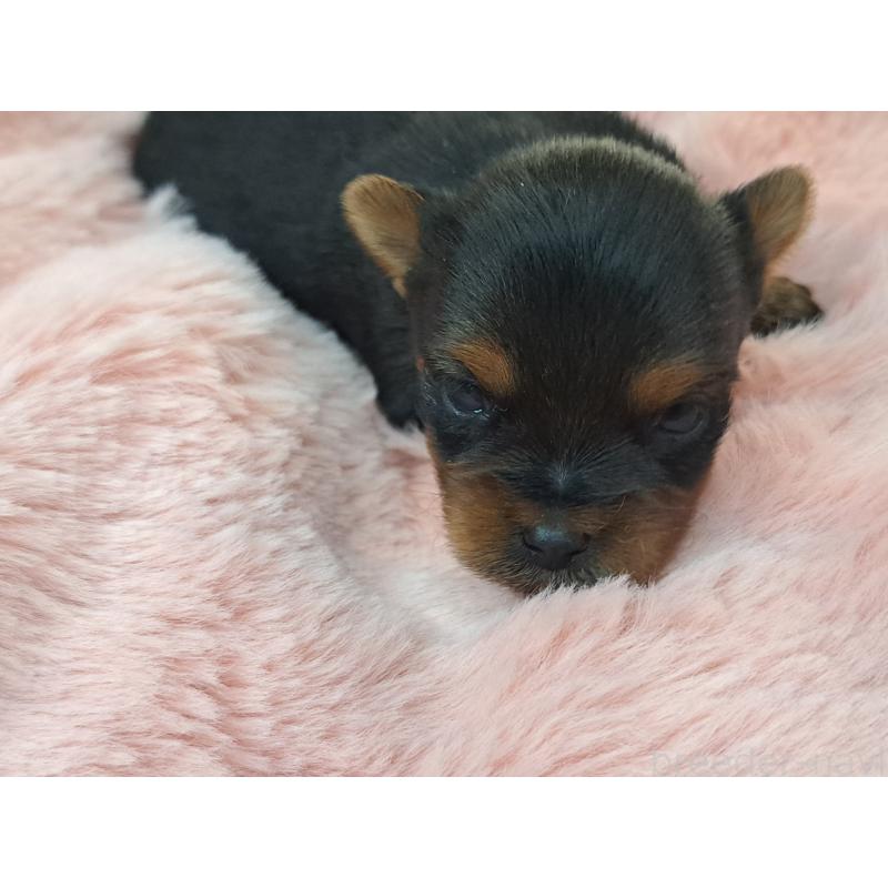 販売中の愛知県のヨークシャーテリア-429304の3枚目