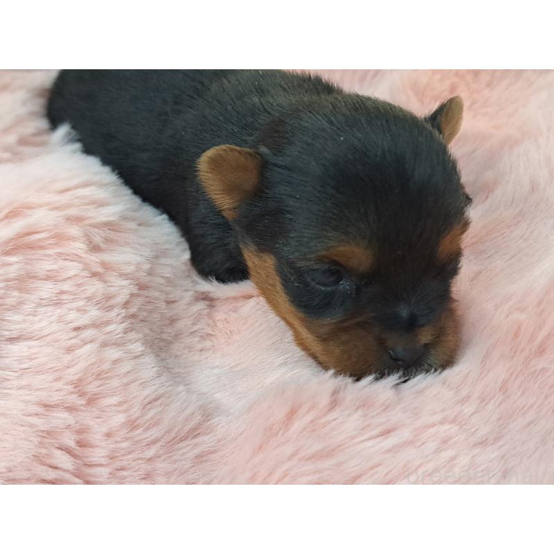 販売中の愛知県のヨークシャーテリア-429304の2枚目