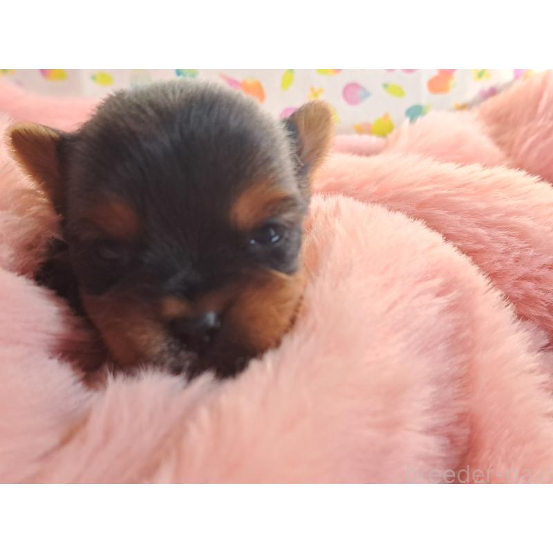 販売中の愛知県のヨークシャーテリア-429304の1枚目