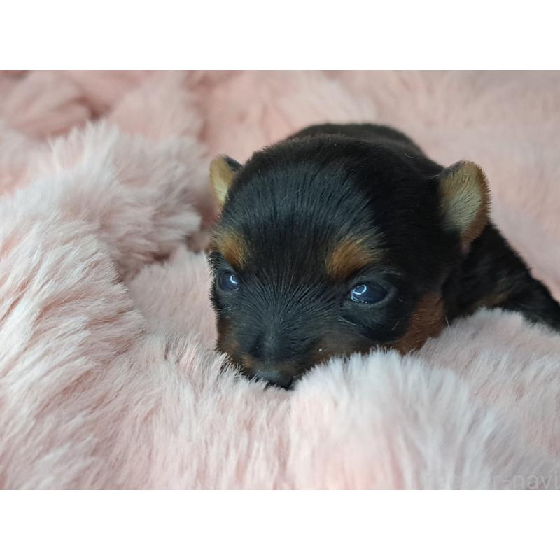 販売中の愛知県のヨークシャーテリア-429305