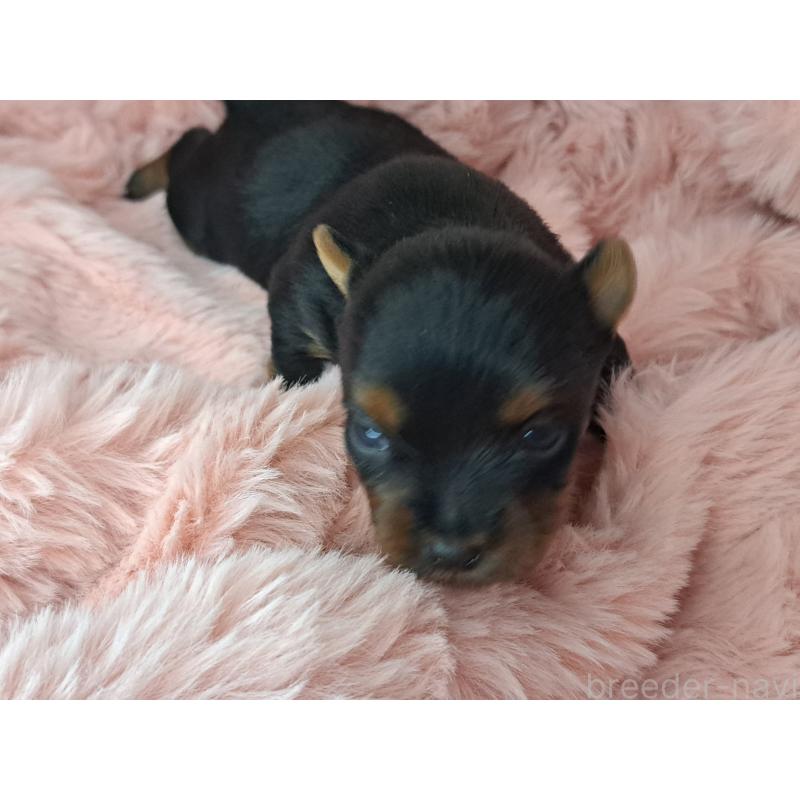 販売中の愛知県のヨークシャーテリア-429305の4枚目