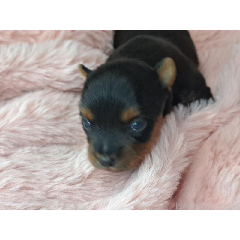 販売中の愛知県のヨークシャーテリア-429305の3枚目