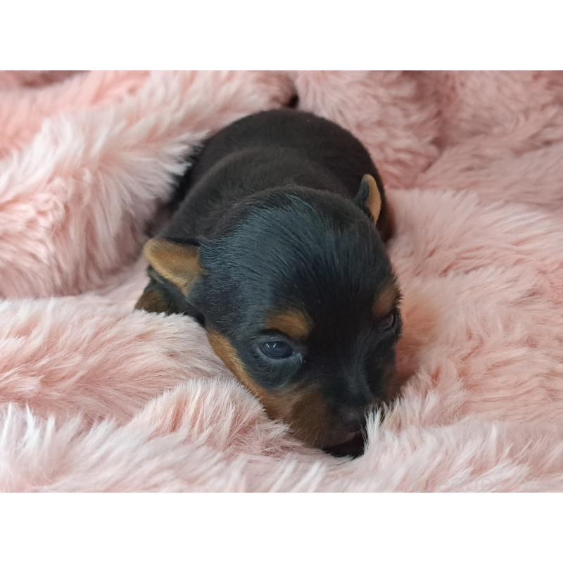 販売中の愛知県のヨークシャーテリア-429305の2枚目