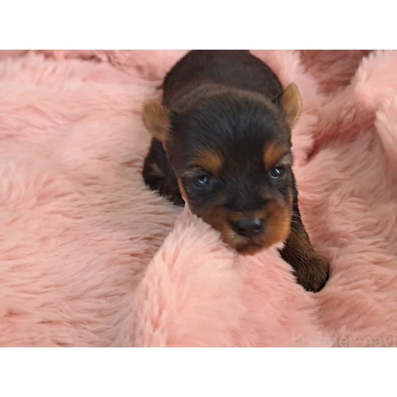 販売中の愛知県のヨークシャーテリア-429306の4枚目