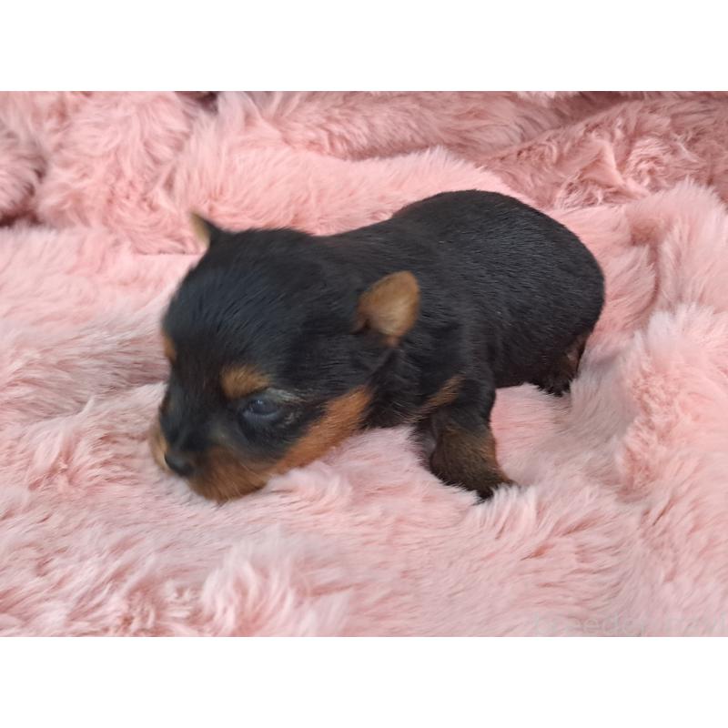 販売中の愛知県のヨークシャーテリア-429306の3枚目